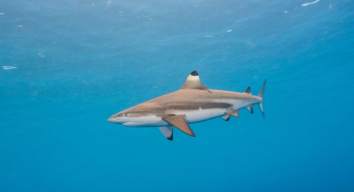 Дайвинг сафари по лучшим местам